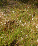 Naturpark Heidenreichsteiner Moor II